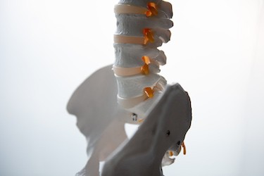 Spine model lumbar decompression surgery
