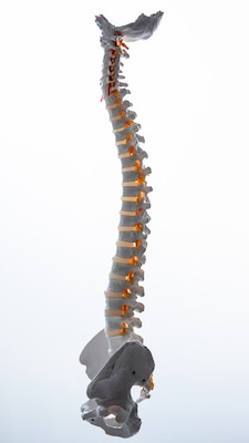 Spine Model for Spinal Decompression Surgery AICA Orthopedics